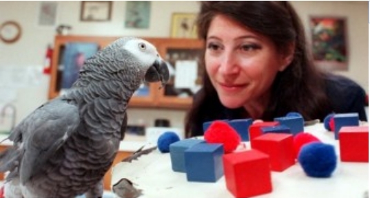 Alex, der Papagei, der die Intelligenz eines 5-Jährigen hatte und wirklich sprechen konnte
